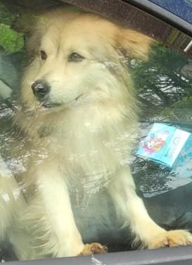 Yorgo, un tenero simil volpino Foto 5